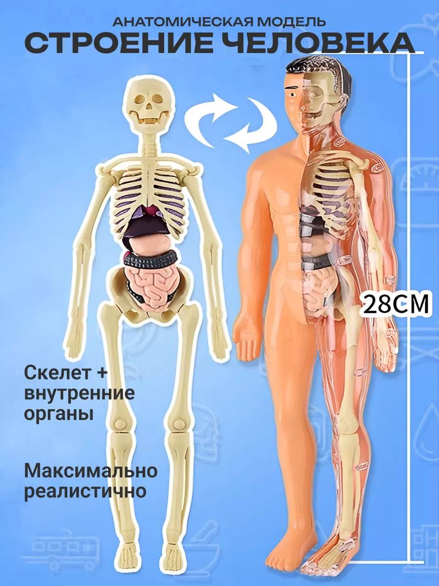 Анатомическая модель для детей 