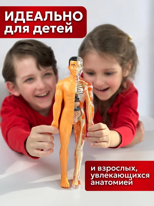 DeViVa Анатомическая модель для детей " Строение человека", вариант, фото 2