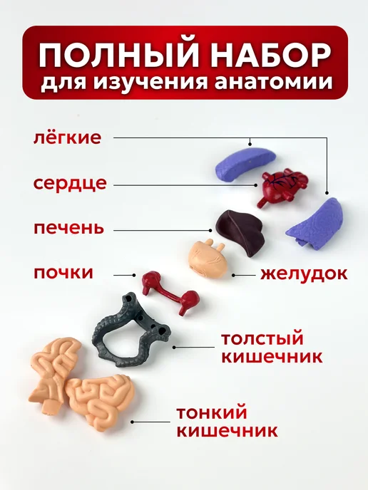 DeViVa Анатомическая модель для детей " Строение человека", вариант, фото 5