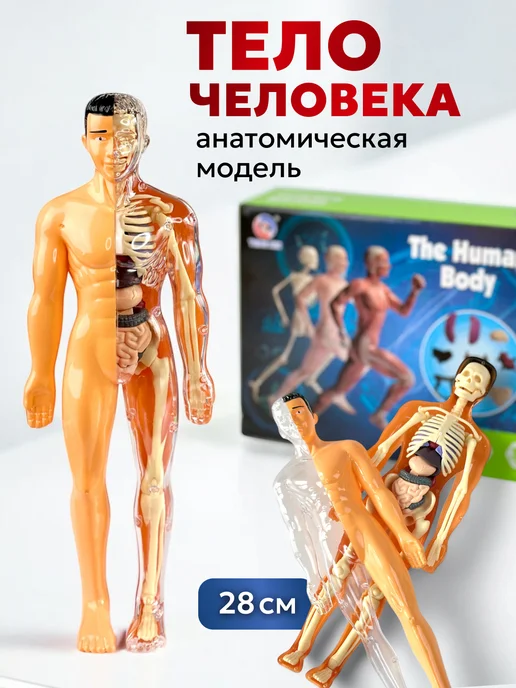 DeViVa Анатомическая модель для детей " Строение человека", вариант, фото 7