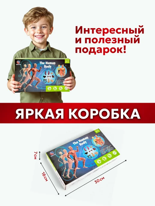 DeViVa Анатомическая модель для детей " Строение человека", вариант, фото 8