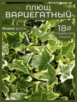 Плющ Вариегатный Сад Натали 180375790 купить за 801 ₽ в интернет-магазине Wildberries