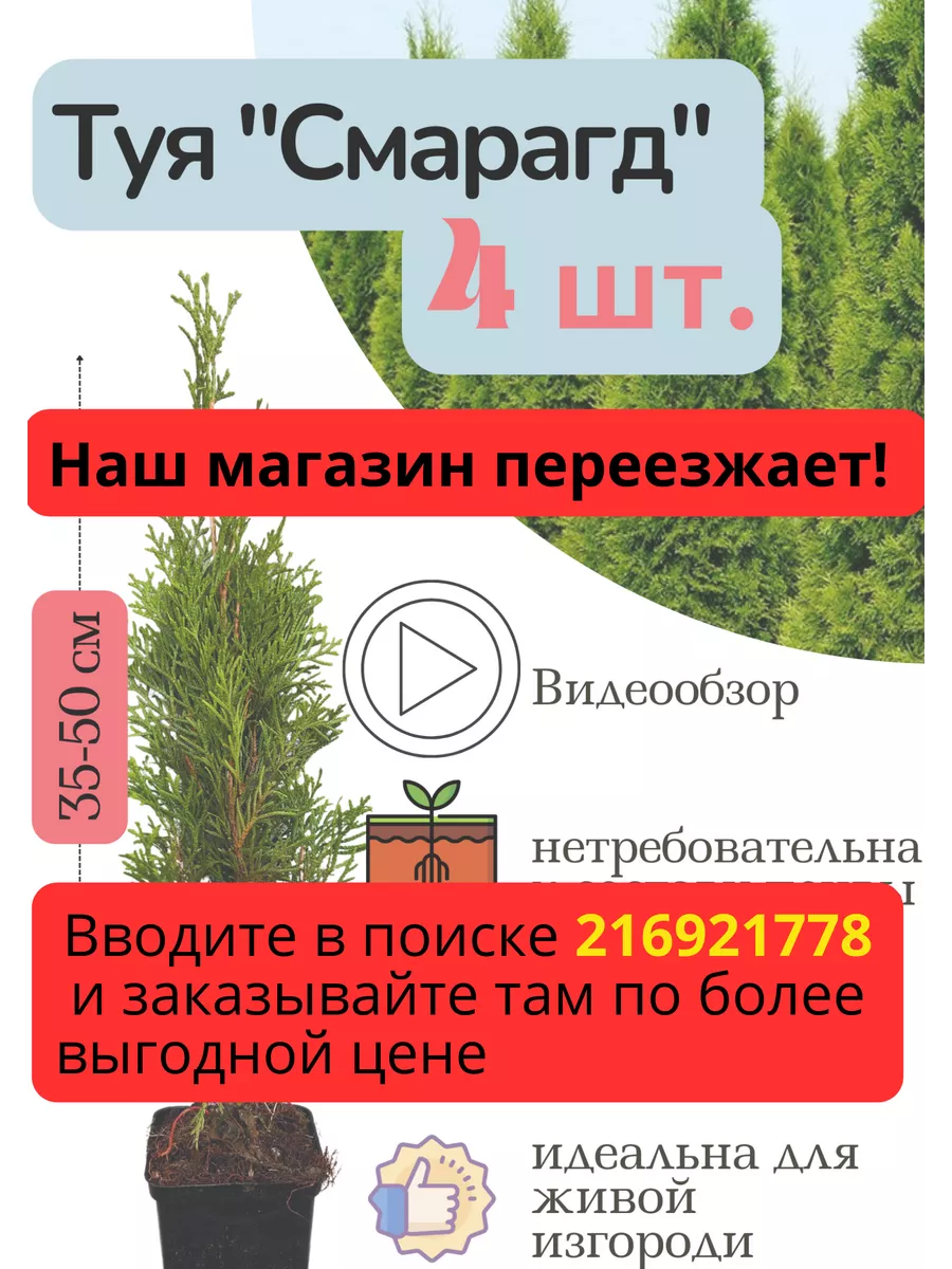 Смарагд П9 35-50см. 4шт. Туя западная 180440729 купить в интернет-магазине  Wildberries