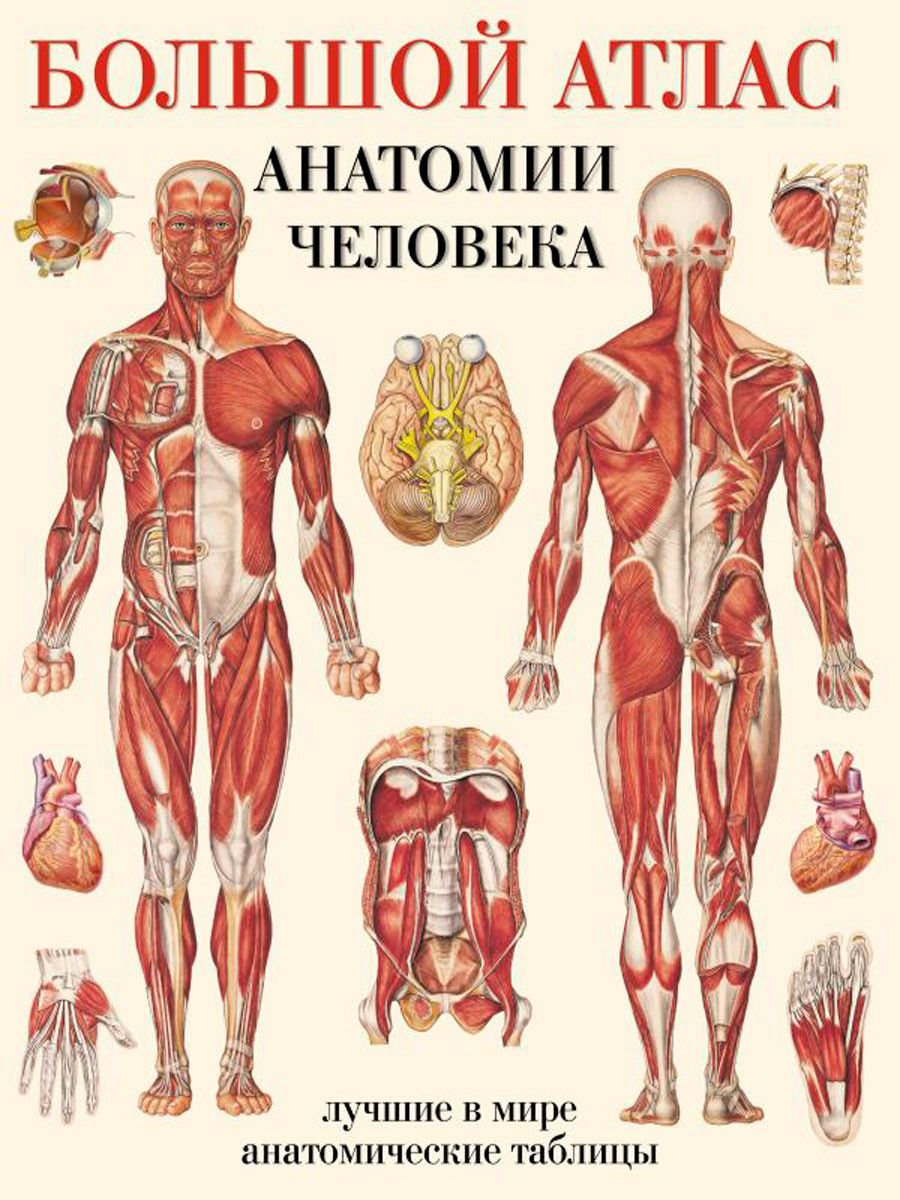 Атлас секционной анатомии