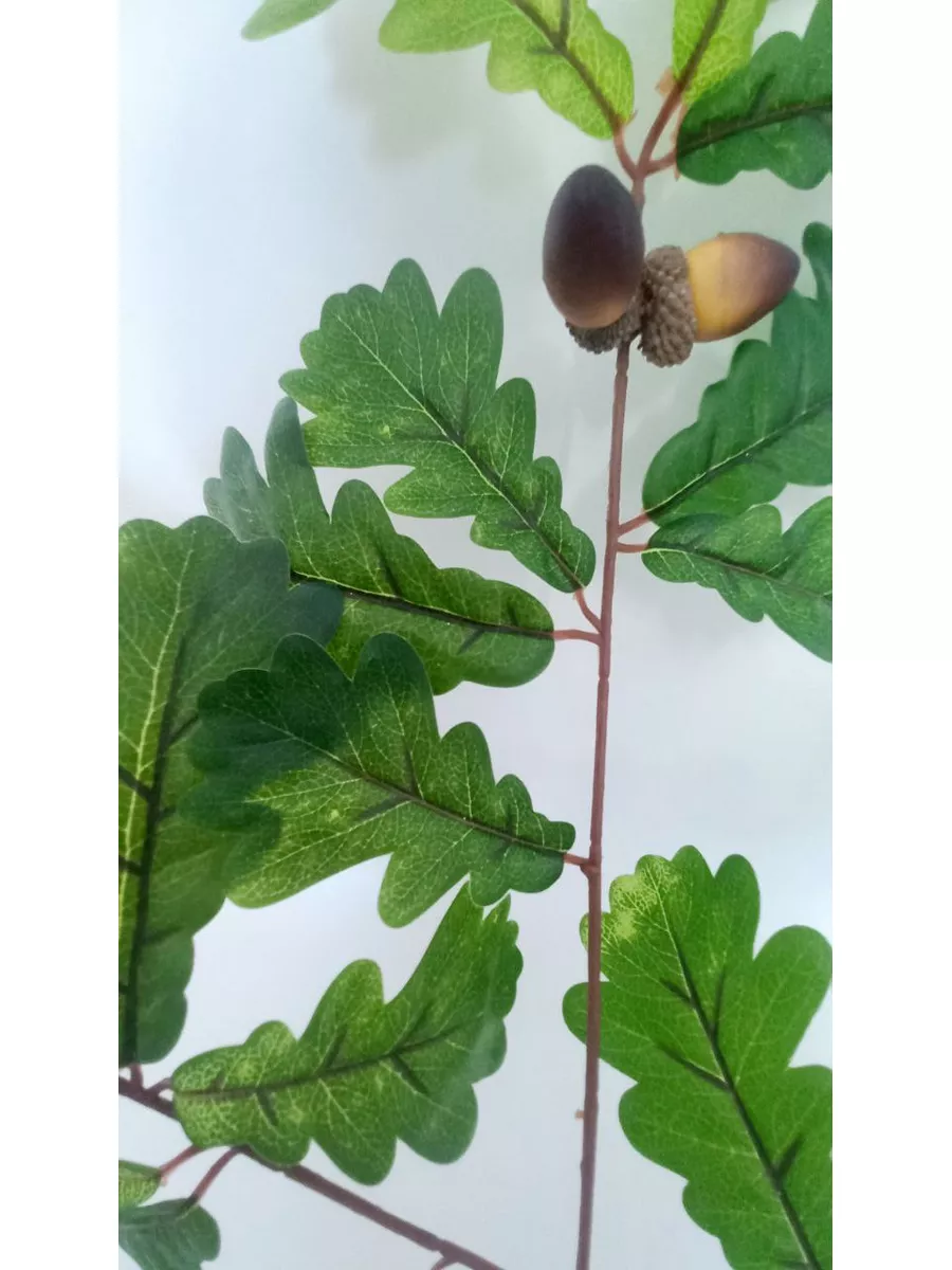 Дубовые листья на ветке Plants for home 180494249 купить в  интернет-магазине Wildberries