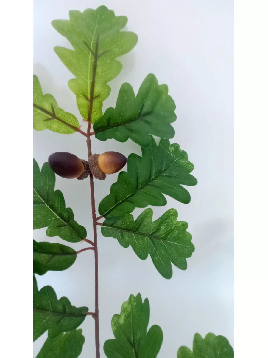 Дубовые листья на ветке Plants for home 180494249 купить в  интернет-магазине Wildberries