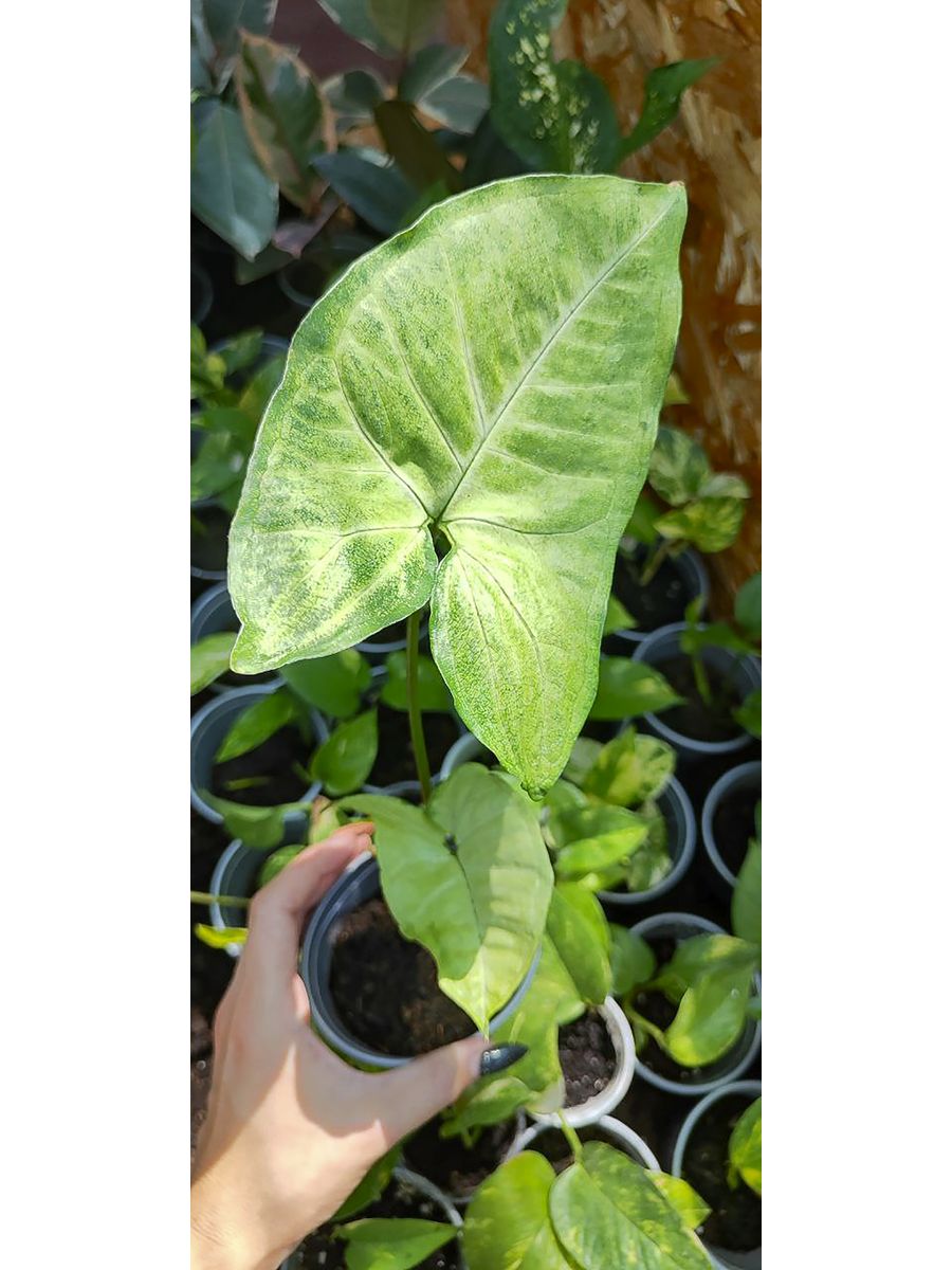 Сингониум podophyllum. Сингониум ножколистный. Сингониум Еллоу.