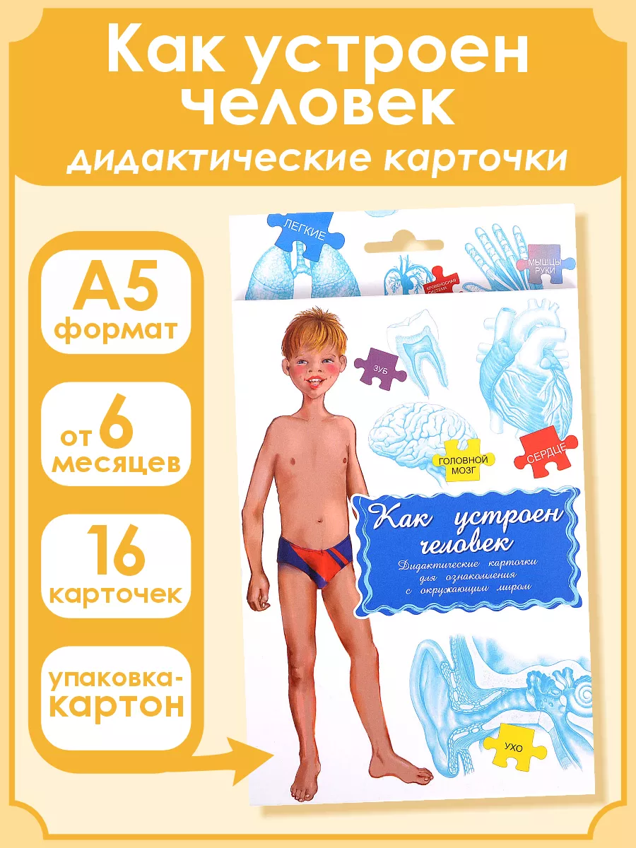 Дидактические карточки Как устроен человек?