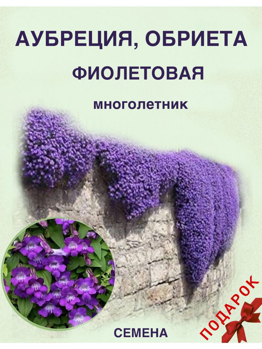 Обриета Живой ковер Многолетние цветы ПОИСК 180785022 купить в  интернет-магазине Wildberries