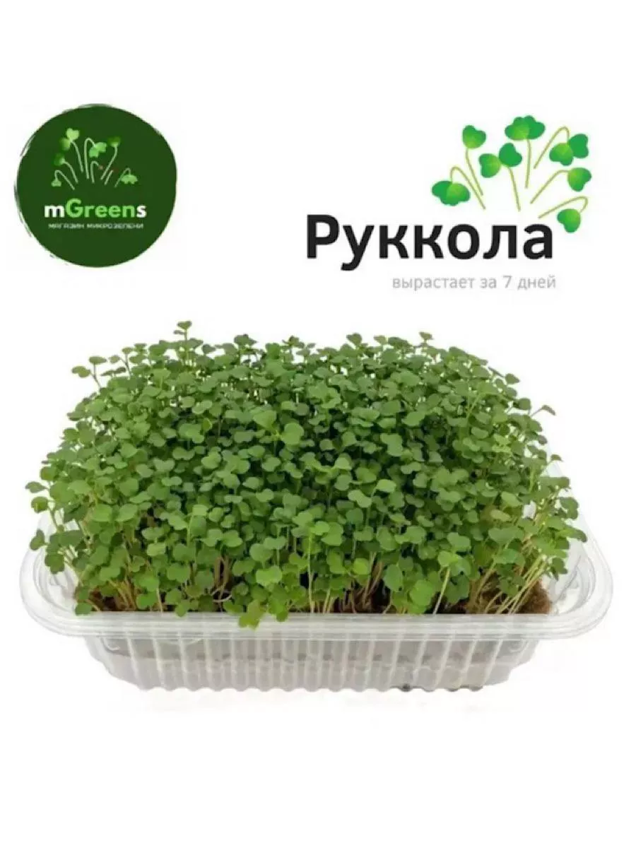 Руккола Купить