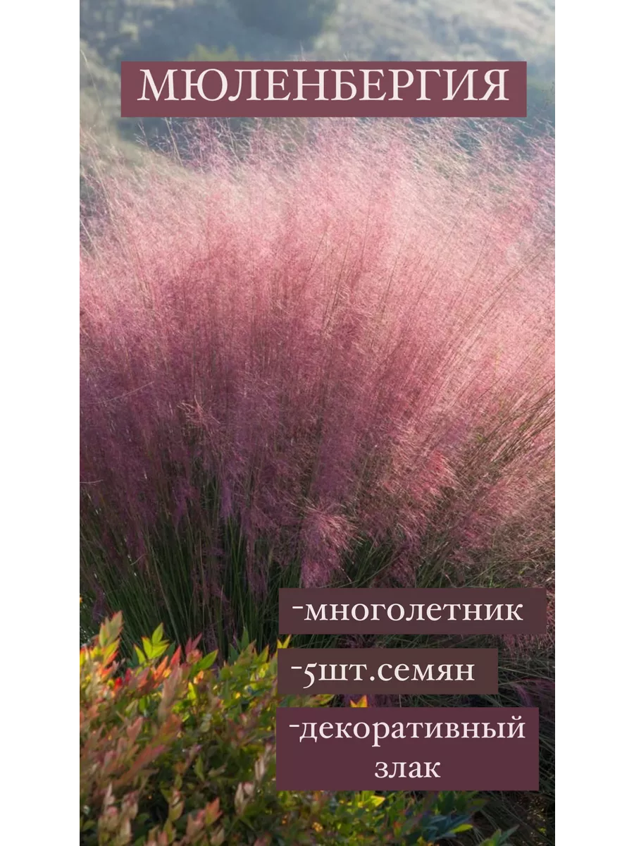 Мюленбергия бесстрашная...