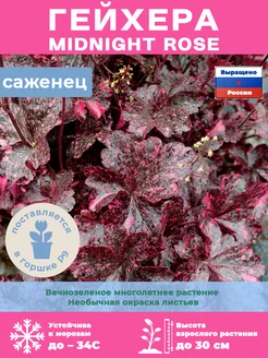 Гейхера Midnight rose саженец Р9 Поспелла 180977522 купить за 412 ₽ в интернет-магазине Wildberries