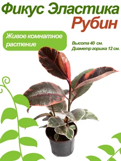 Фикус Рубин Green_World 180987522 купить за 838 ₽ в интернет-магазине Wildberries