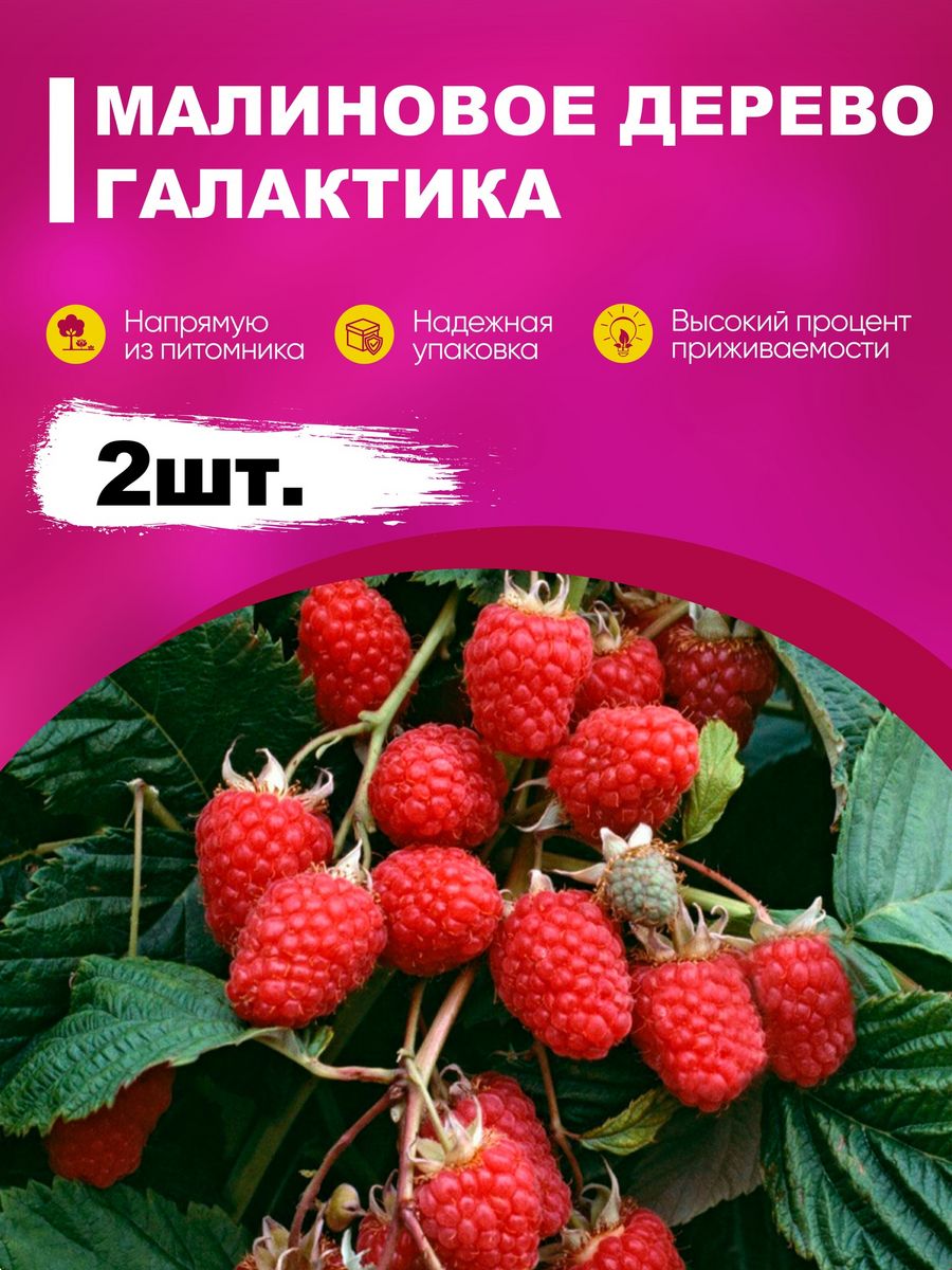 Дерево малина галактика. Малина (малиновое дерево) красное "Галактика". Малиновое дерево Галактика. Ремартанные малиновые деревья Галактика.