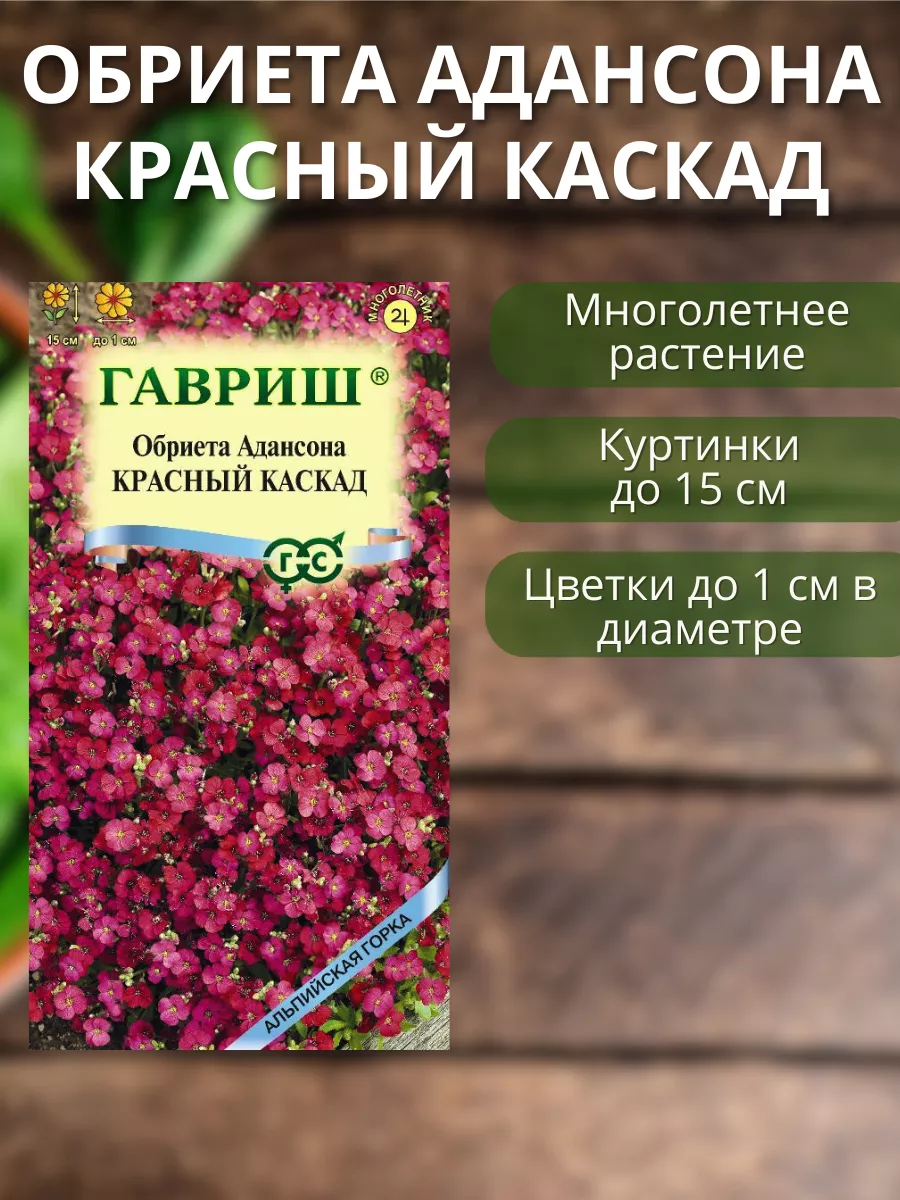 Обриета многолетняя: фото, посадка и уход, особенности выращивания в открытом грунте