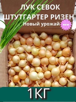 Лук севок озимый Штутгартер Ризен 181059013 купить за 259 ₽ в интернет-магазине Wildberries