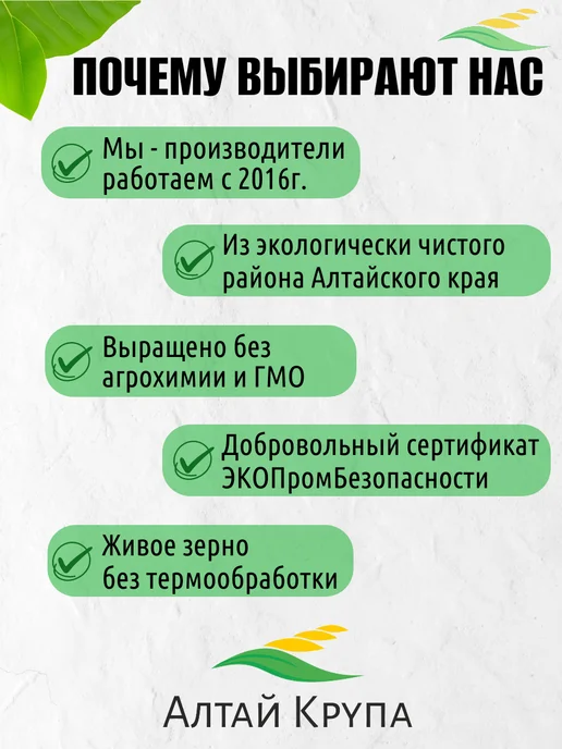 АлтайКрупа.РФ Зеленая гречка цельная, 5 кг, 5 кг, фото 2