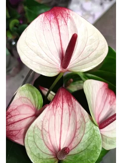 Anthurium Mystique (),d-17 Orchid22 181332322    - Wildberries