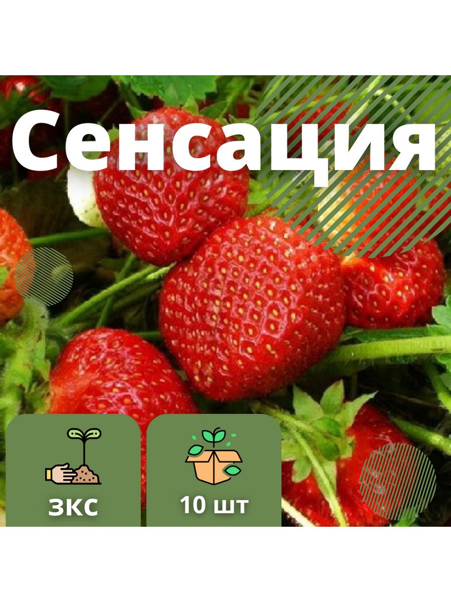 Клубничная сенсация. Клубника сенсация. Клубника сенсация Sensation. Клубника в кассетах. Клубника сенсация описание.