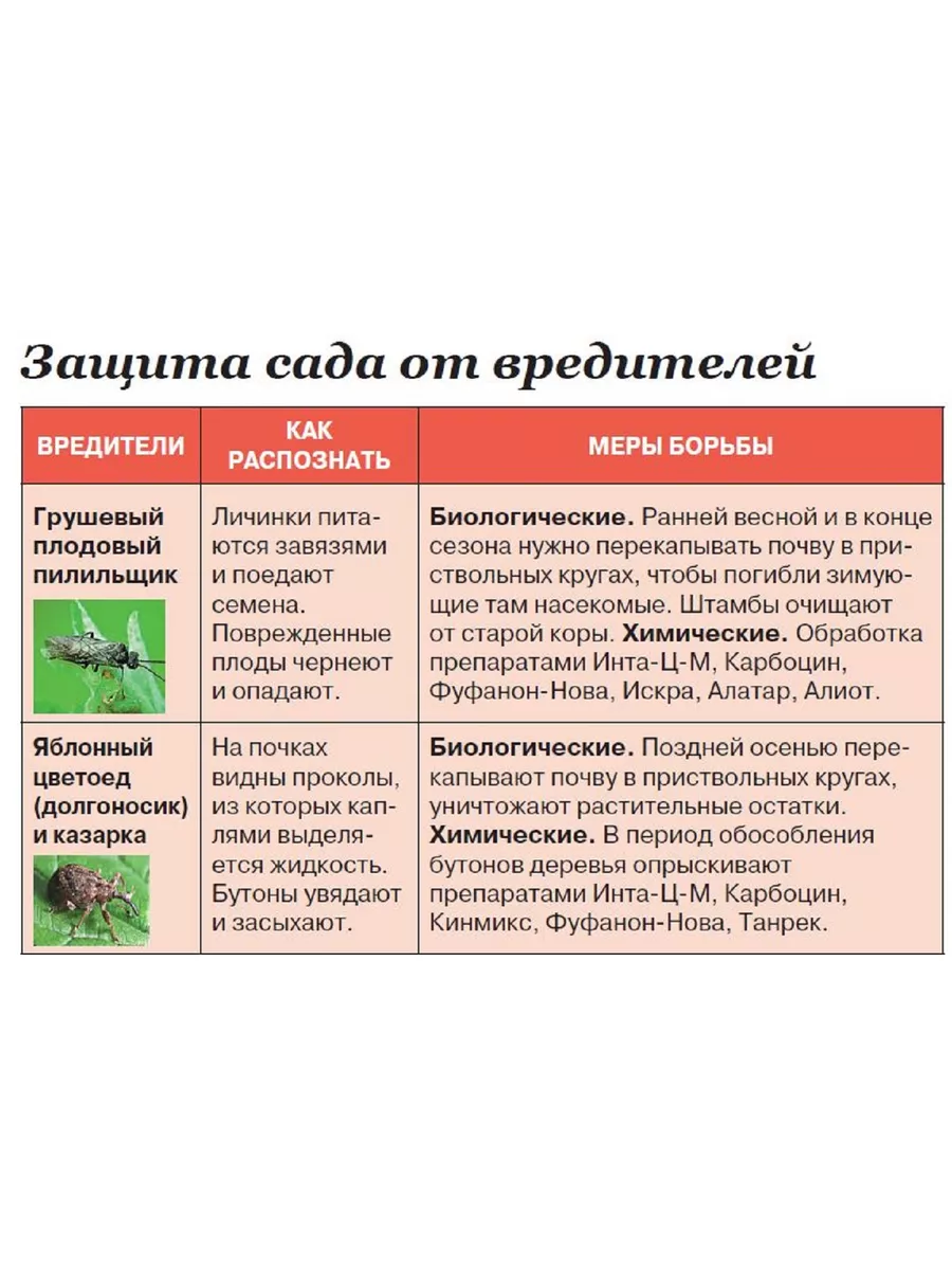 журнал Шпаргалка садовода-огородника №4/23 Садовод и огородник 181376112  купить за 172 ₽ в интернет-магазине Wildberries