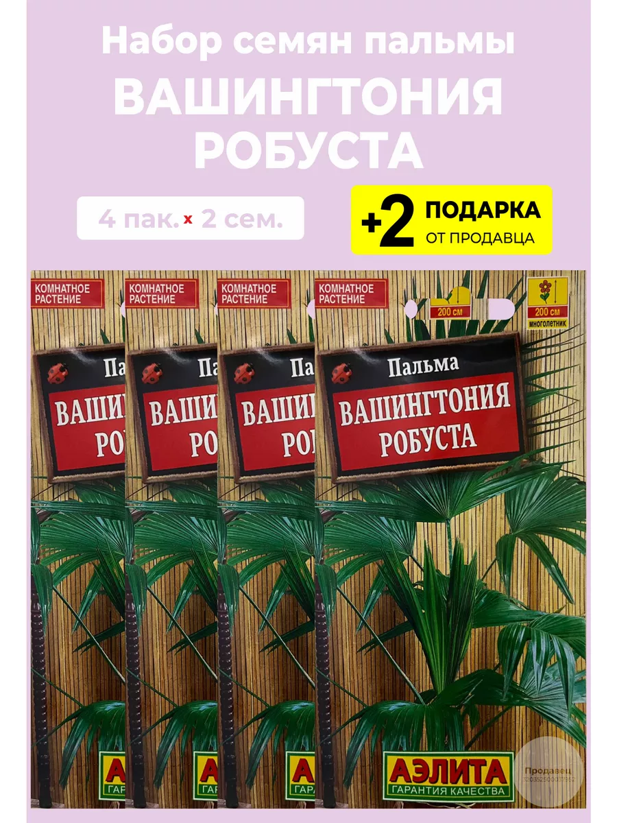 Семена Пальма Вашингтония Робуста Вырасти дома 181406892 купить за 328 ₽ в  интернет-магазине Wildberries