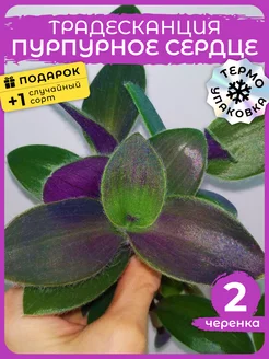Живой цветок Традесканция Пурпурное Сердце черенки 2шт Сад Натали 181547329 купить за 385 ₽ в интернет-магазине Wildberries