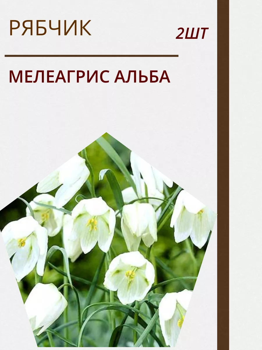 Купить Луковицы Рябчиков Недорого