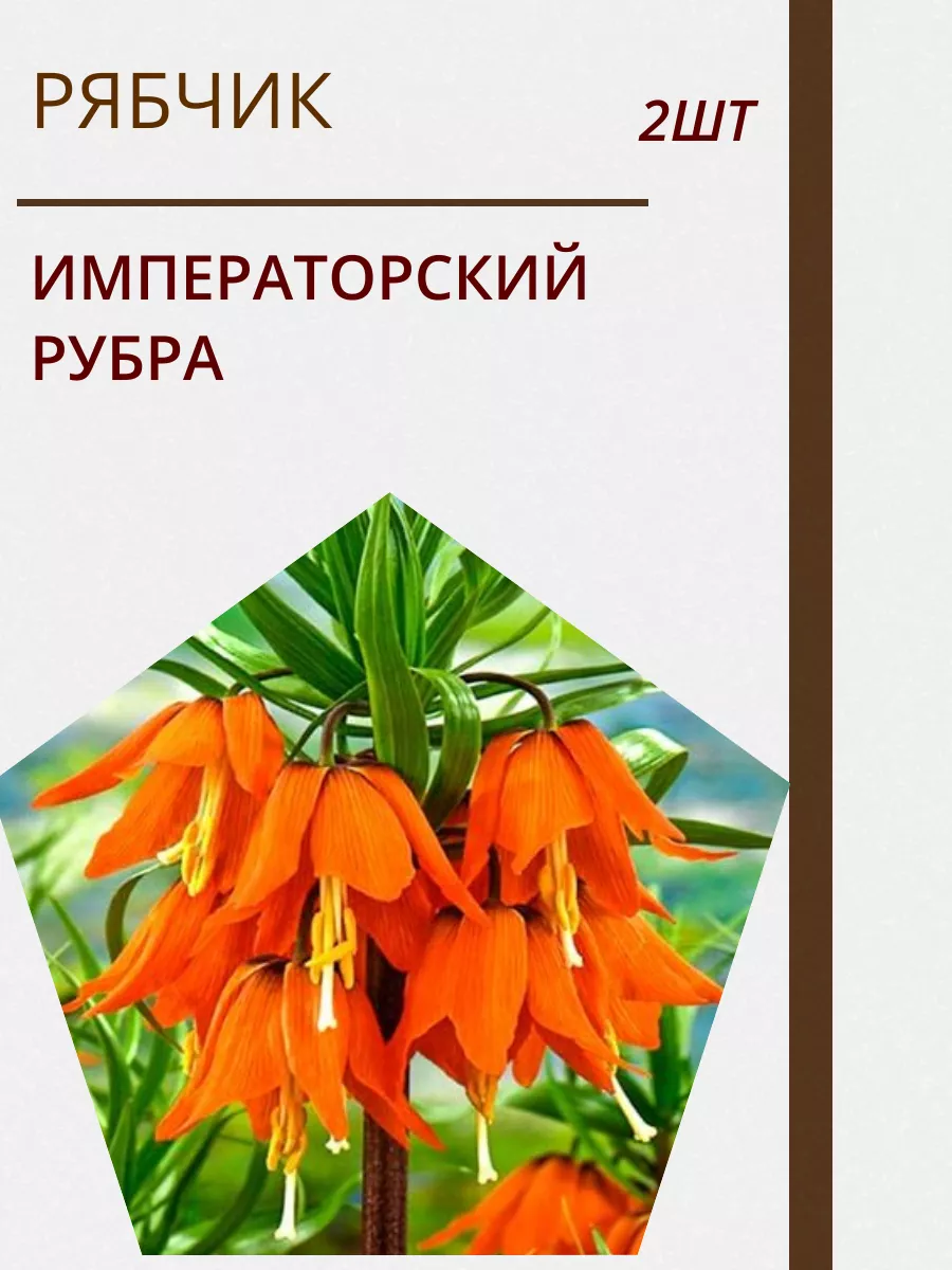 Купить Луковицы Рябчиков Недорого