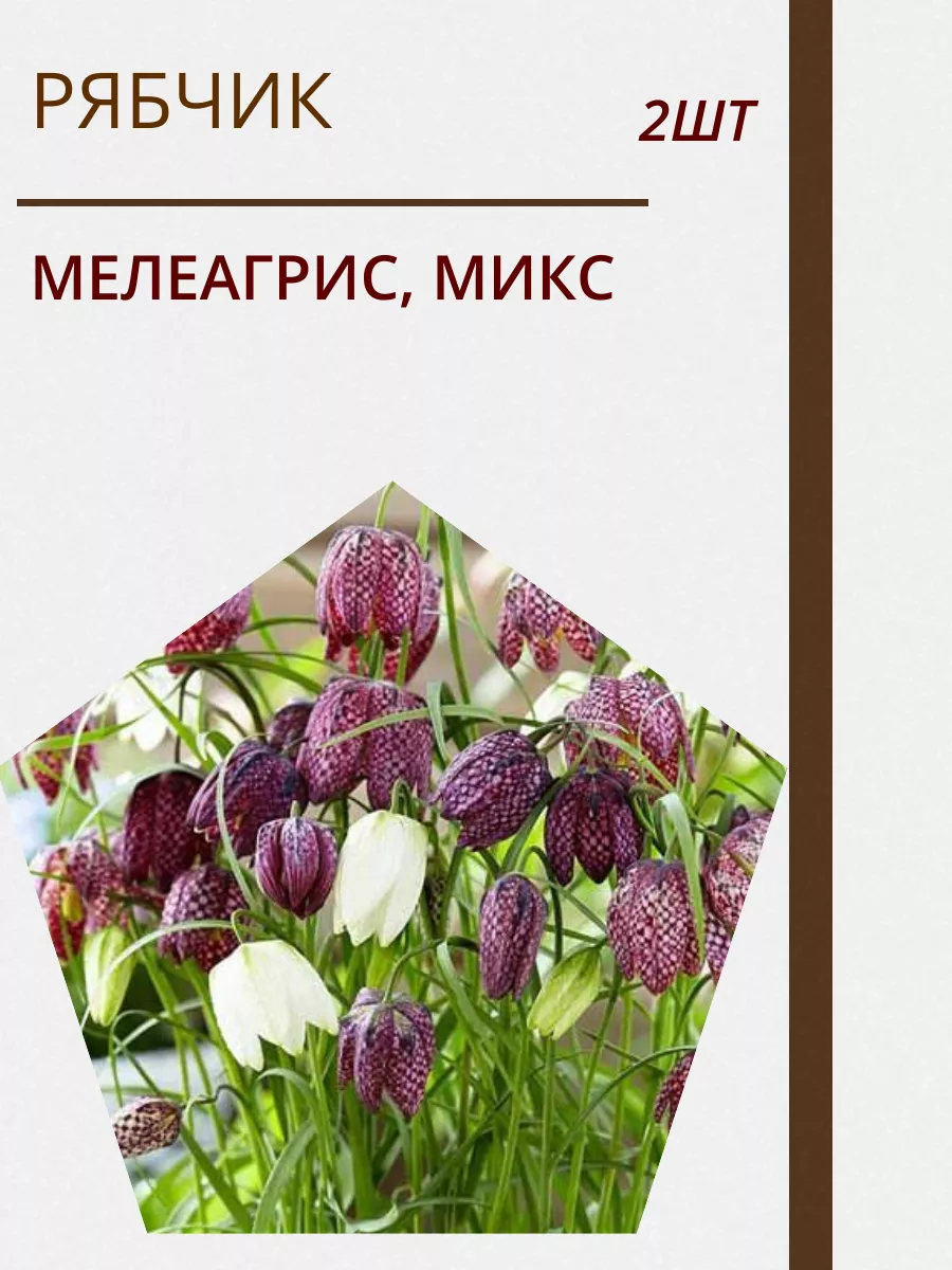 Купить Луковицы Рябчиков Недорого