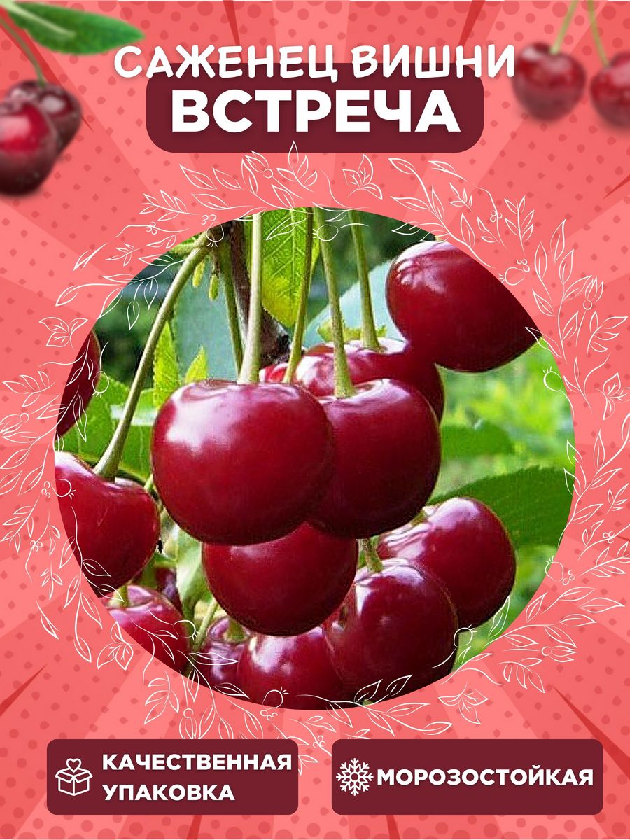 Вишня встреча.