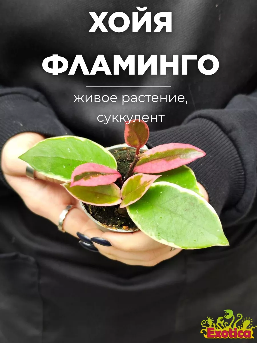 Хойя Фламинго Дрим (Hoya Flamingo Dream) D6см Exotica 182023380 купить за 1  062 ₽ в интернет-магазине Wildberries