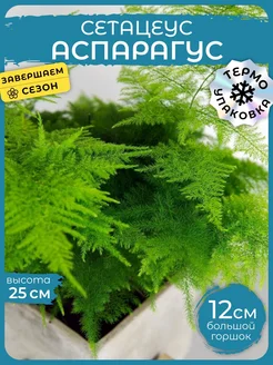 Аспарагус перистый Сетацеус живое комнатное растение Д12 Сад Натали 182092855 купить за 956 ₽ в интернет-магазине Wildberries