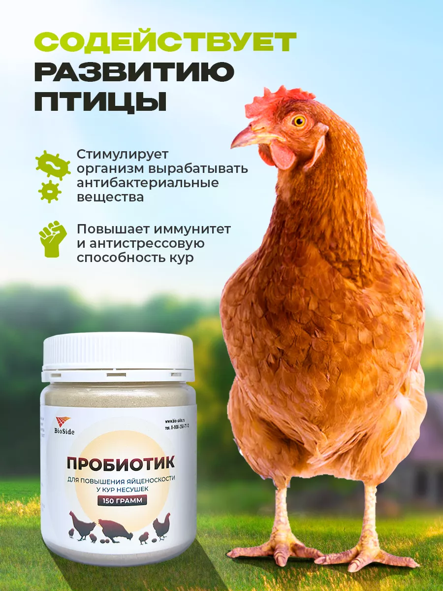 Пробиотик для кур несушек. BioSide 182215043 купить за 466 ₽ в  интернет-магазине Wildberries