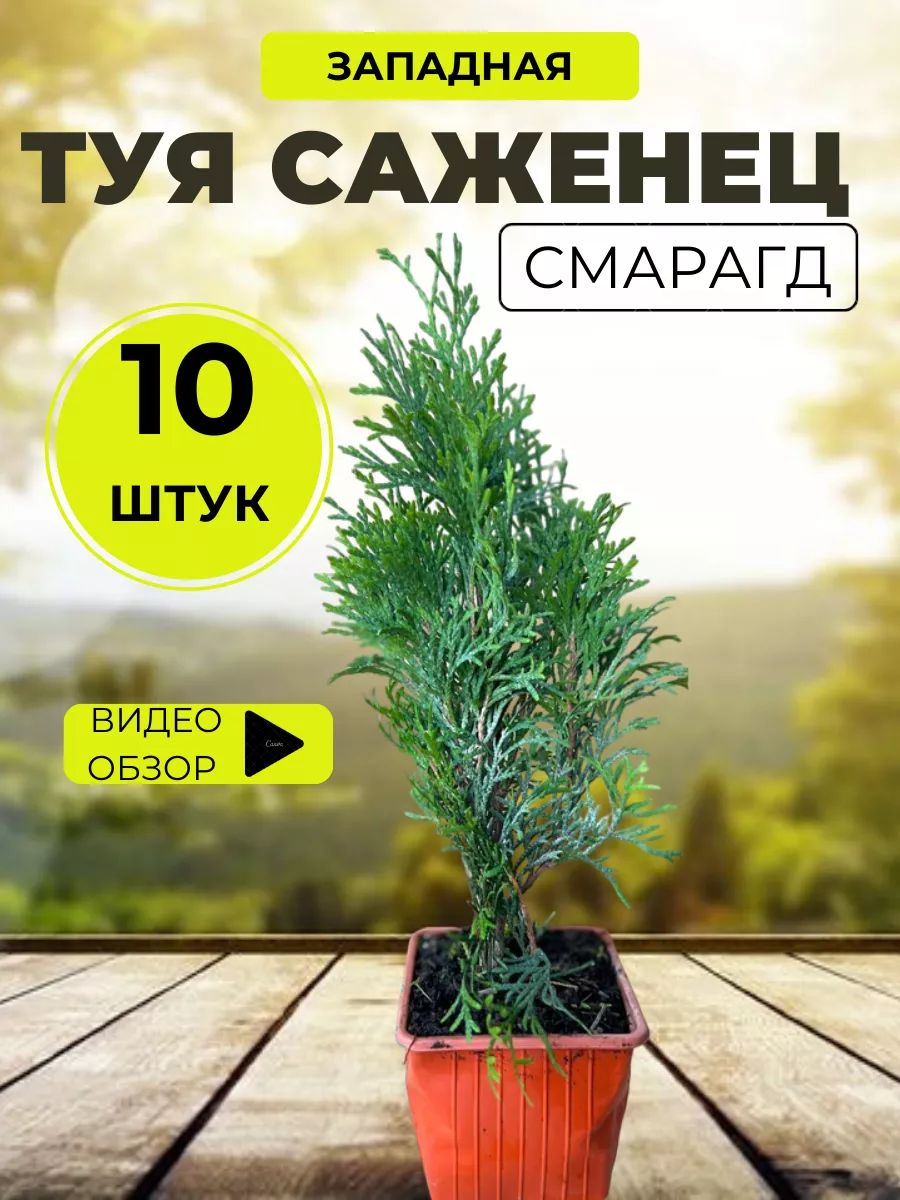 Саженец...