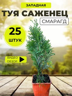 Саженец колоновидной туи смарагд Atlass 182248129 купить за 2 796 ₽ в интернет-магазине Wildberries