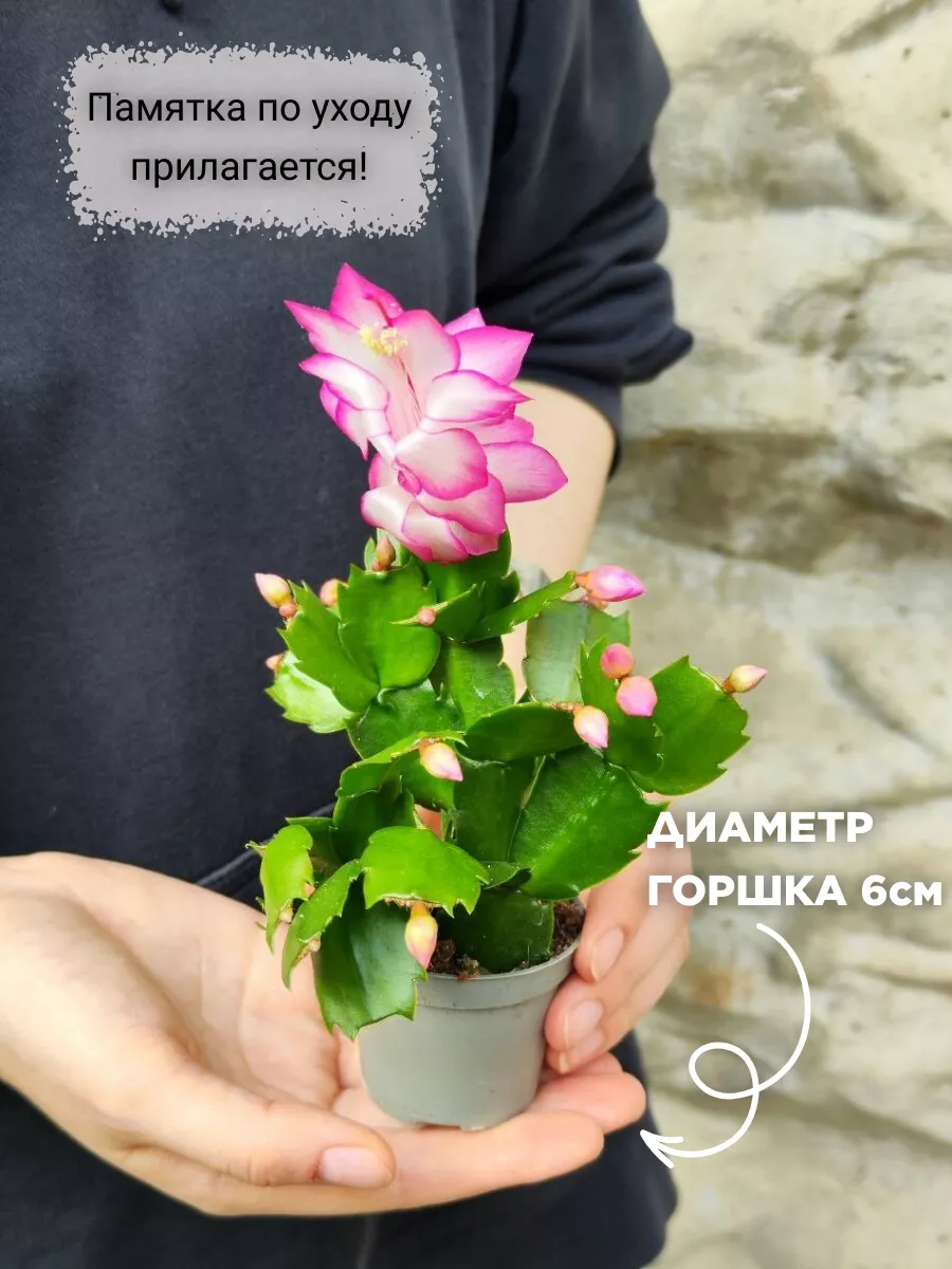 Декабрист Розовый (Schlumbergera Tendenza Rosa) D6см Exotica 182280588  купить в интернет-магазине Wildberries