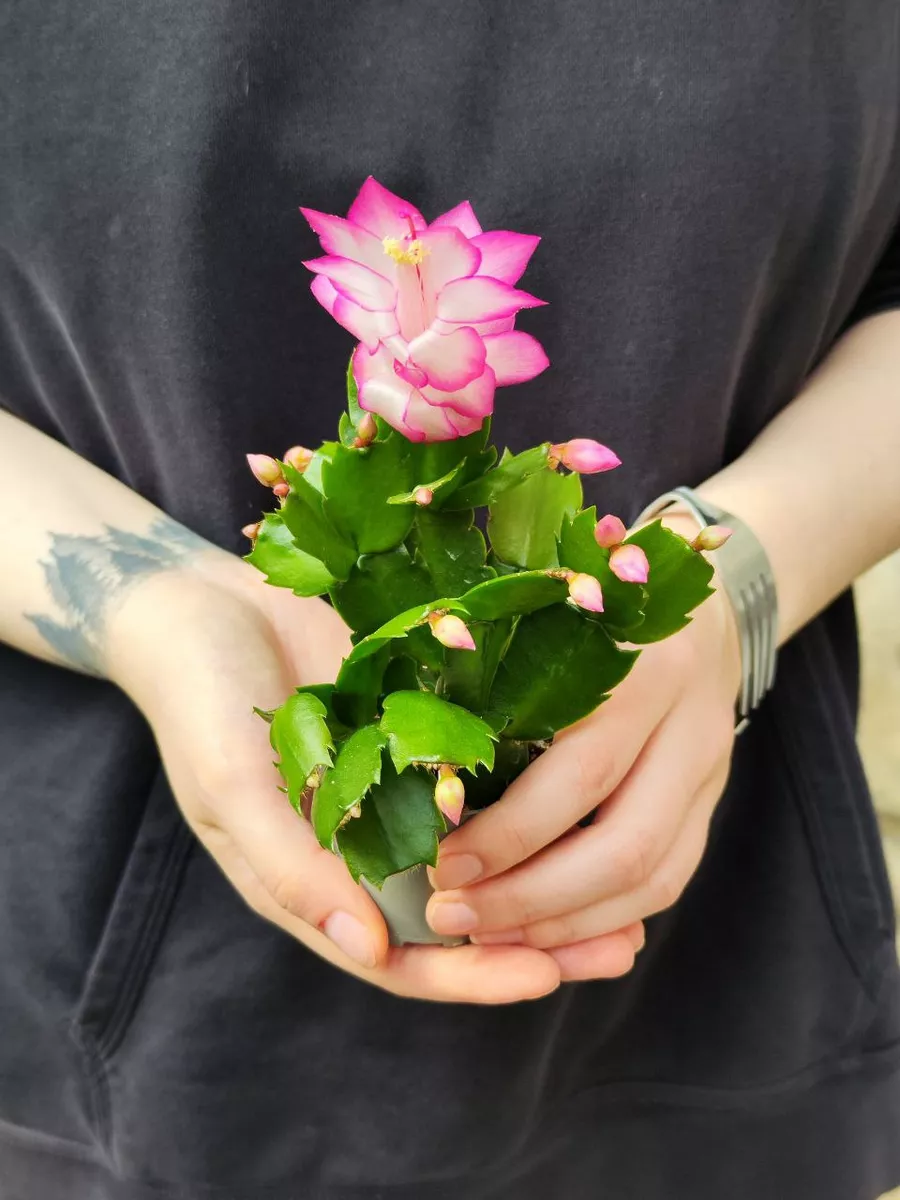 Декабрист Розовый (Schlumbergera Tendenza Rosa) D6см Exotica 182280588  купить в интернет-магазине Wildberries