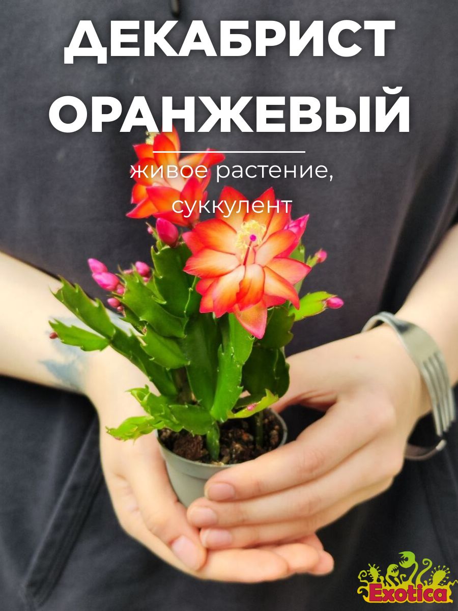 Декабрист Оранжевый (Schlumbergera Tendenza Orange) D6см Exotica 182283033  купить в интернет-магазине Wildberries