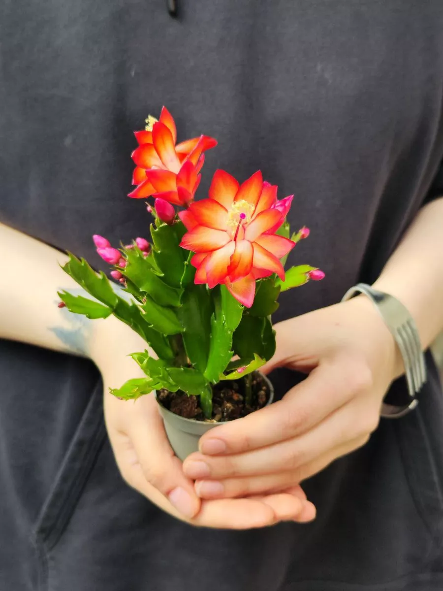 Декабрист Оранжевый (Schlumbergera Tendenza Orange) D6см Exotica 182283033  купить в интернет-магазине Wildberries