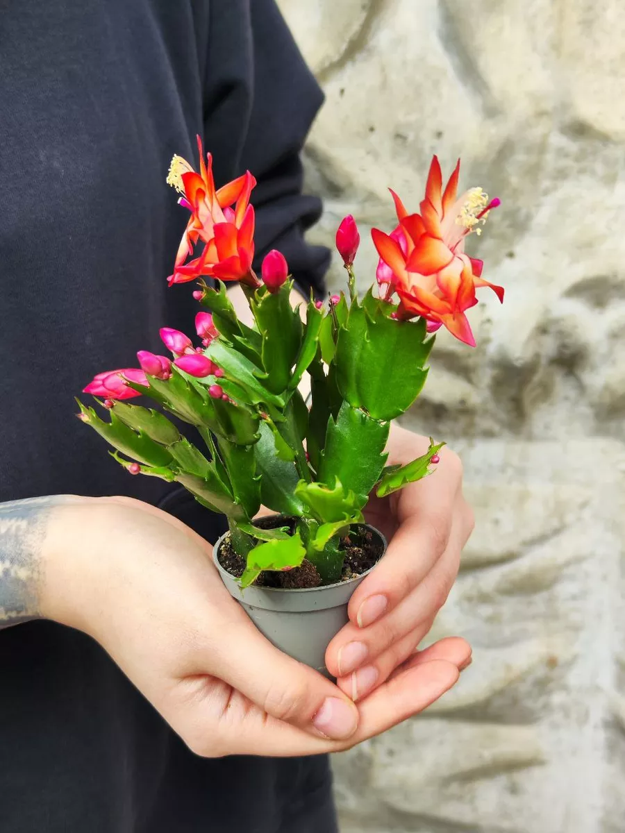 Декабрист Оранжевый (Schlumbergera Tendenza Orange) D6см Exotica 182283033  купить в интернет-магазине Wildberries