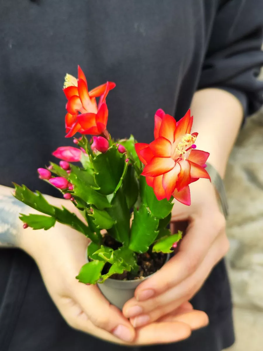 Декабрист Оранжевый (Schlumbergera Tendenza Orange) D6см Exotica 182283033  купить в интернет-магазине Wildberries