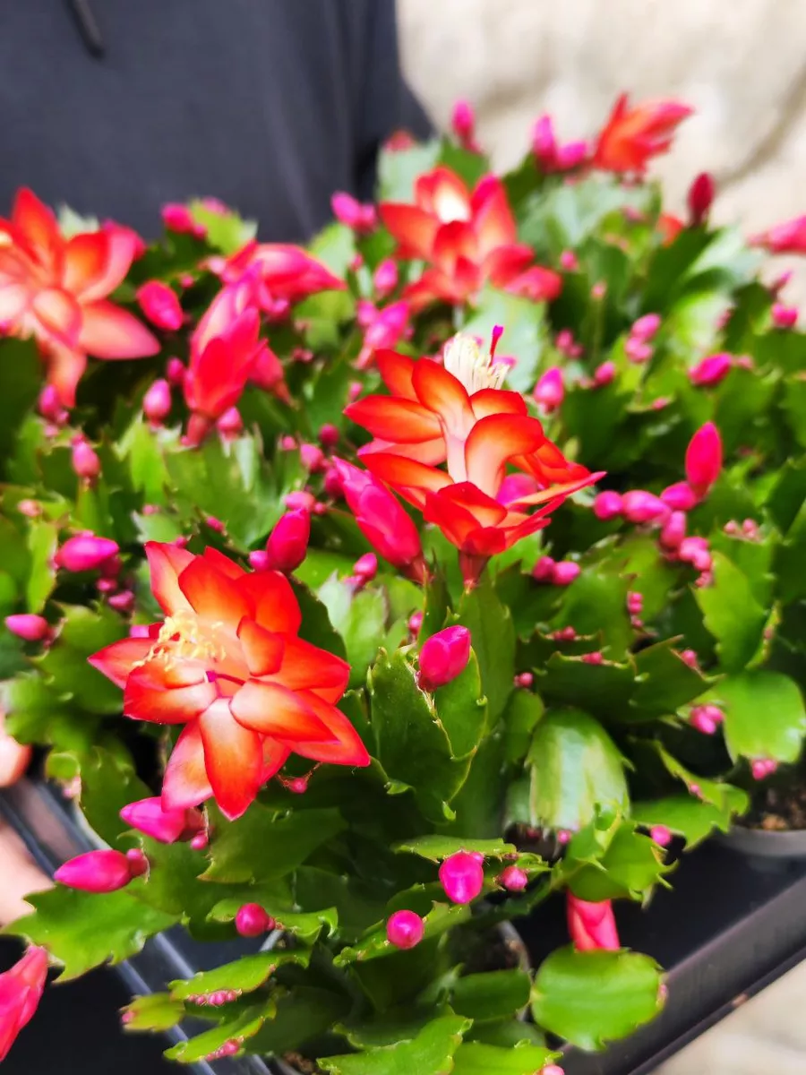 Декабрист Оранжевый (Schlumbergera Tendenza Orange) D6см Exotica 182283033  купить в интернет-магазине Wildberries