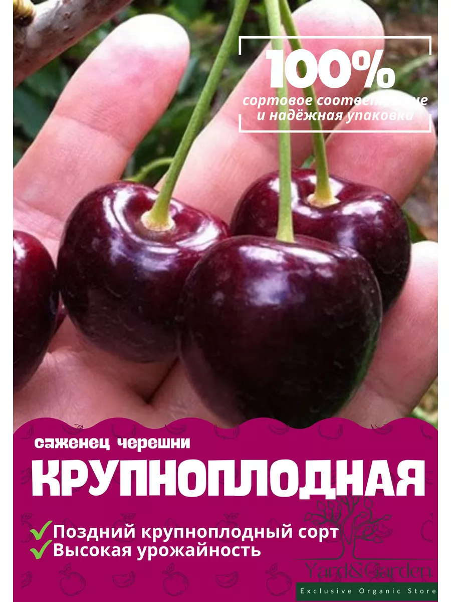 Черешня морозостойкая саженец 182317663 купить в интернет-магазине  Wildberries