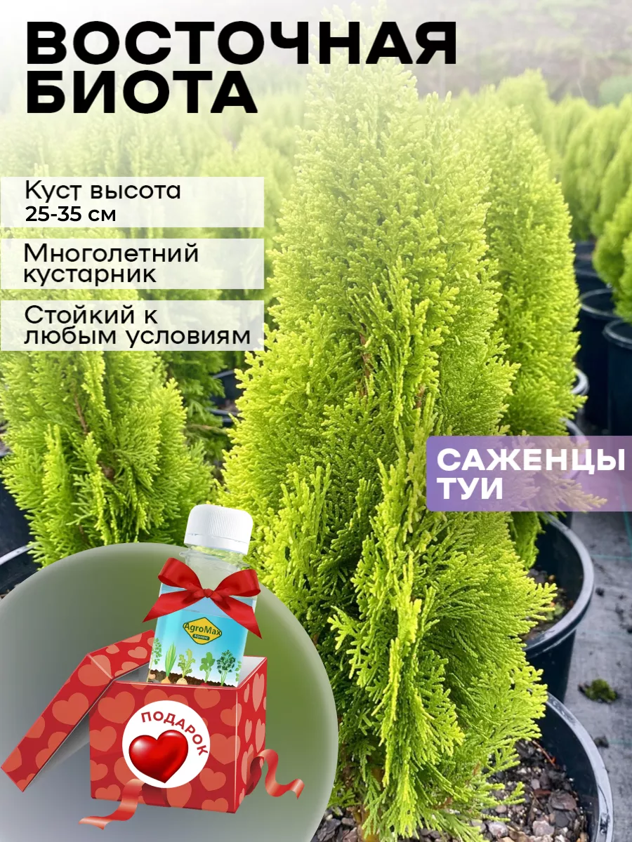 Туя Восточная Биота саженцы 1шт Green Organic 182401204 купить за 376 ₽ в  интернет-магазине Wildberries