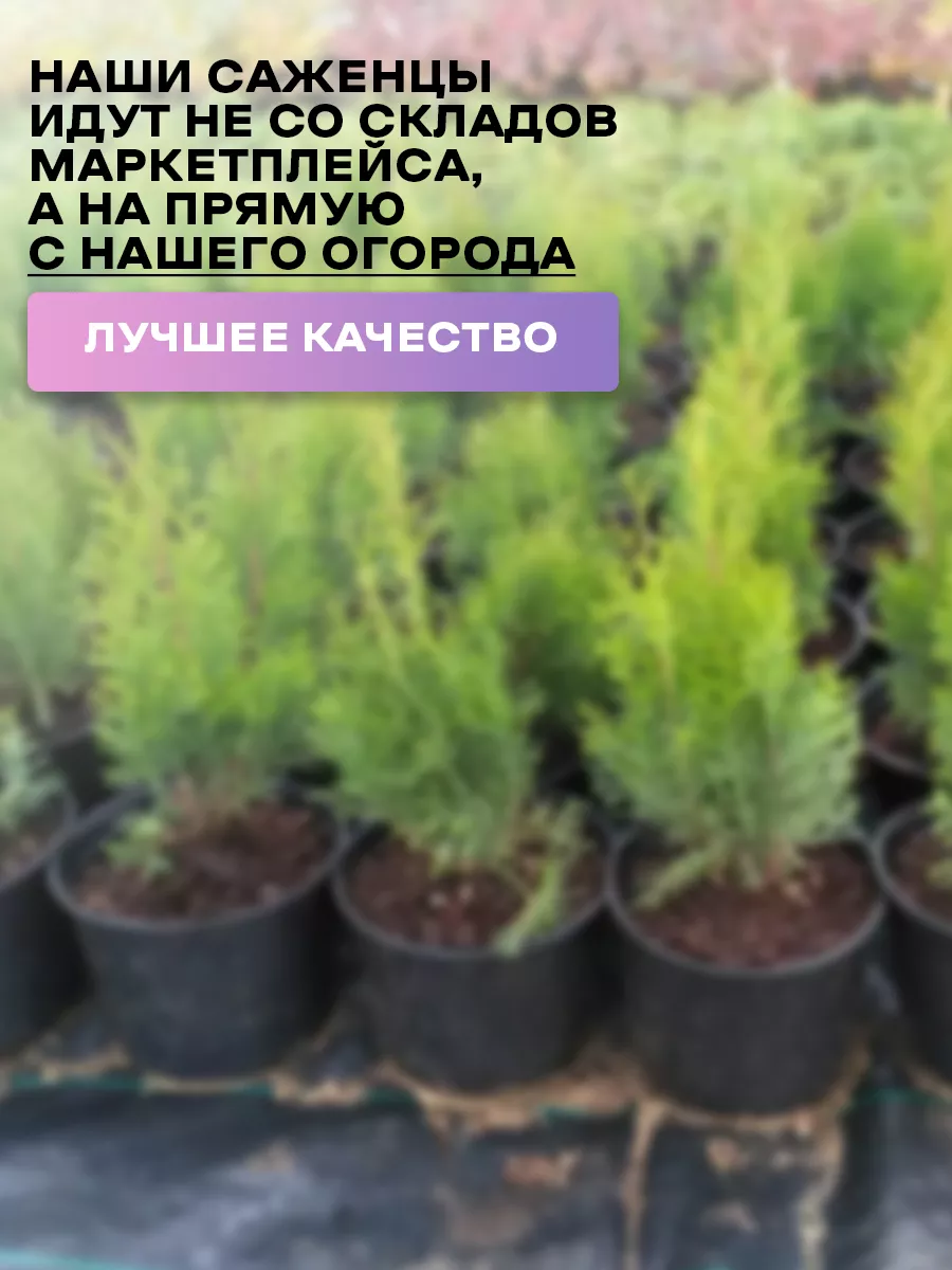 Туя Восточная Биота саженцы 1шт Green Organic 182401204 купить за 376 ₽ в  интернет-магазине Wildberries