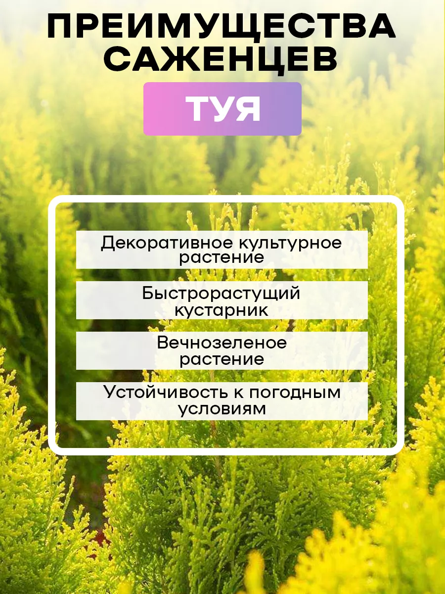 Туя Восточная Биота саженцы 1шт Green Organic 182401204 купить за 376 ₽ в  интернет-магазине Wildberries