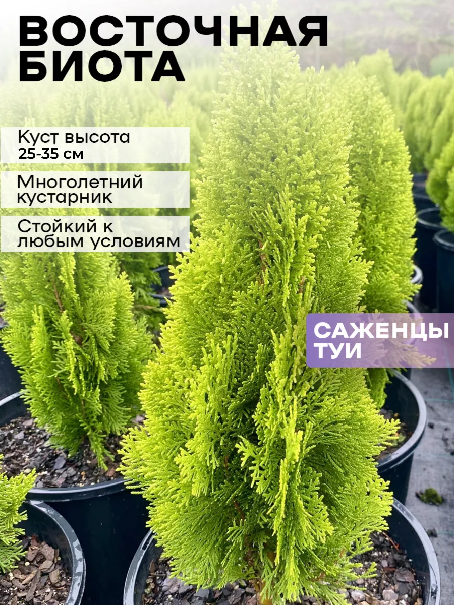 Туя Восточная Биота саженцы 1шт Green Organic 182401204 купить за 376 ₽ в  интернет-магазине Wildberries