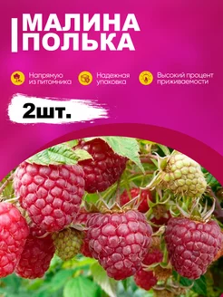 Саженцы малины Полька 2шт Эко-дача24 182404159 купить за 295 ₽ в интернет-магазине Wildberries