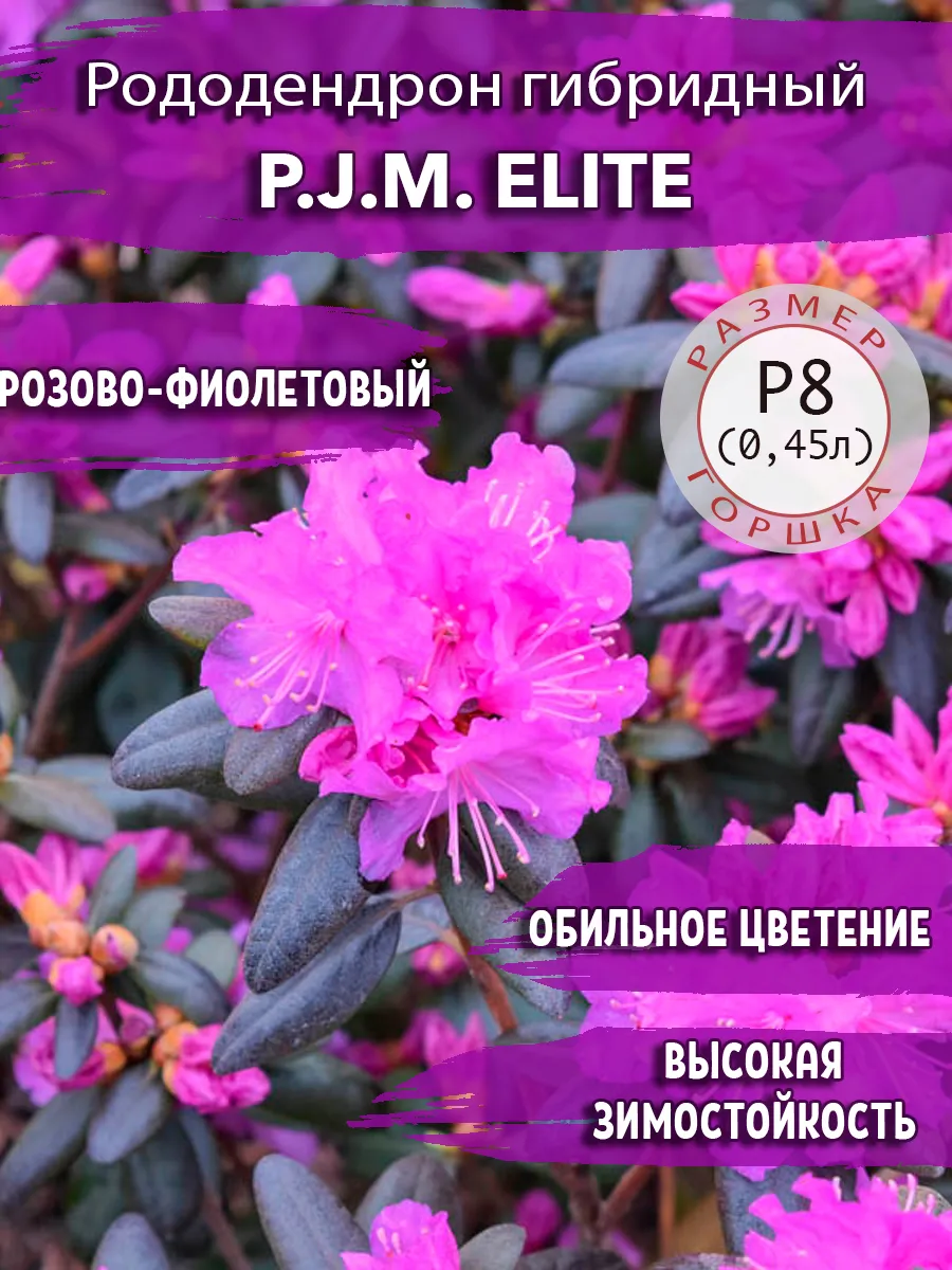 Рододендрон гибридный P.J.M. Elite Садовые Растения 182419427 купить за 474  ₽ в интернет-магазине Wildberries