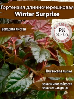 Гортензия длинночерешковая Winter Surprise Садовые Растения 182425398 купить за 449 ₽ в интернет-магазине Wildberries